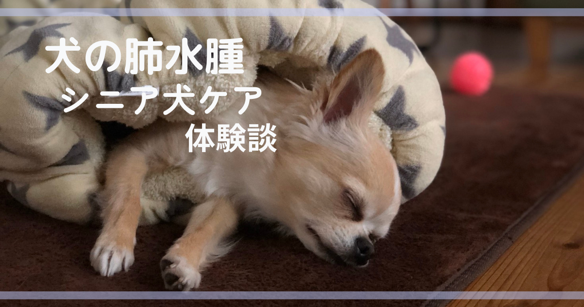 【体験談】肺水腫と診断されたときに感じた不安と学んだこと