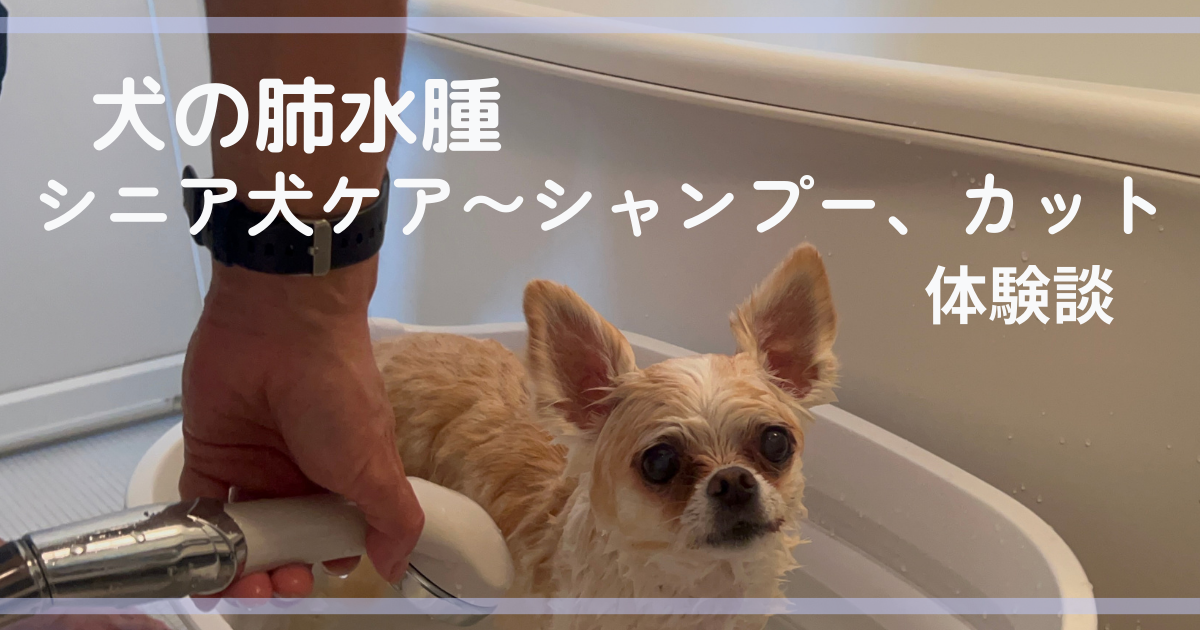 シャンプー・トリミングの工夫