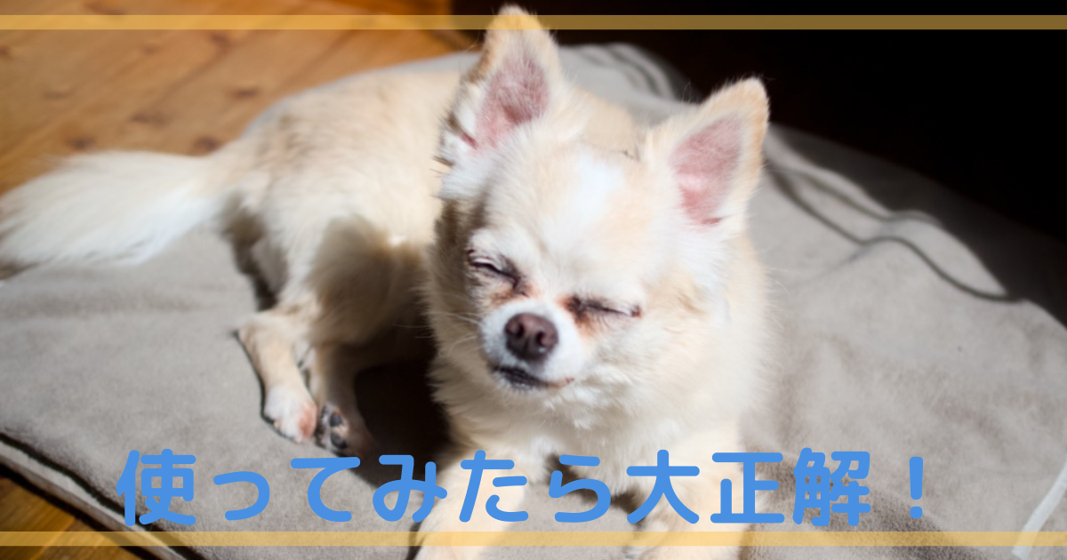 チワワの毛量調整に挑戦！