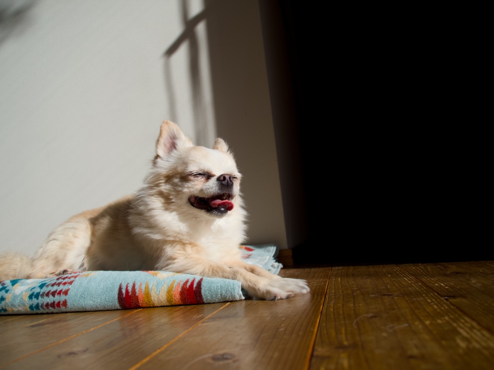  リンとの日常の一コマ。