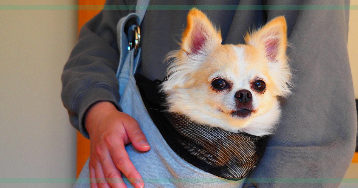 📘 多趣味の僕が“ついで撮り”で後悔しないカメラを選んだ理由